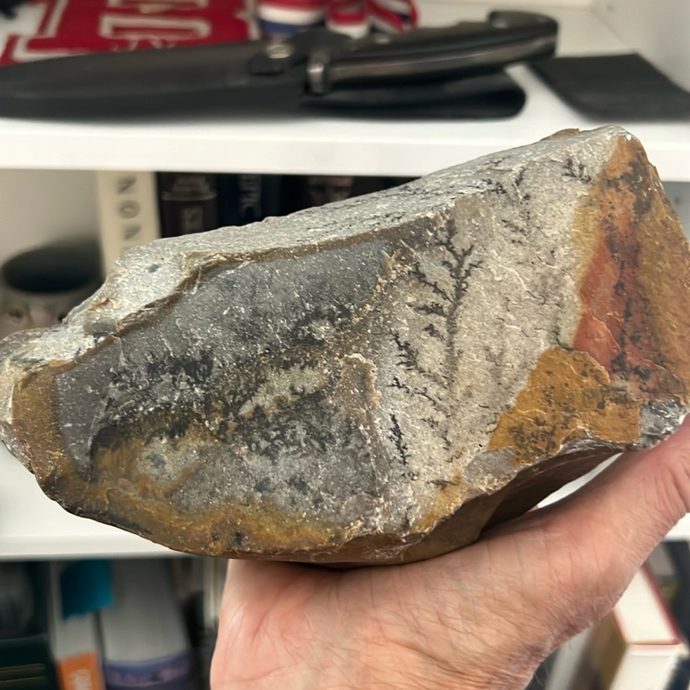 Petrified leaf on stone